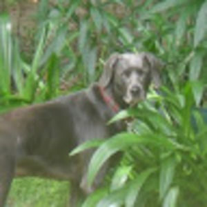 Meet your Posher, Dana